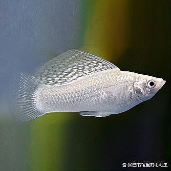 瑪麗魚混養(yǎng)最忌三種魚【瑪麗魚混養(yǎng)有哪些禁忌？】