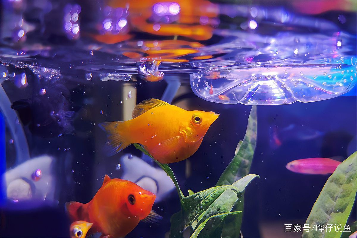 瑪麗魚混養最忌三種魚【瑪麗魚混養有哪些禁忌？】