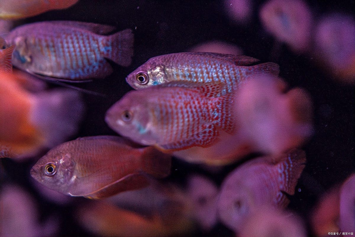 瑪麗魚混養最忌三種魚【瑪麗魚混養有哪些禁忌？】