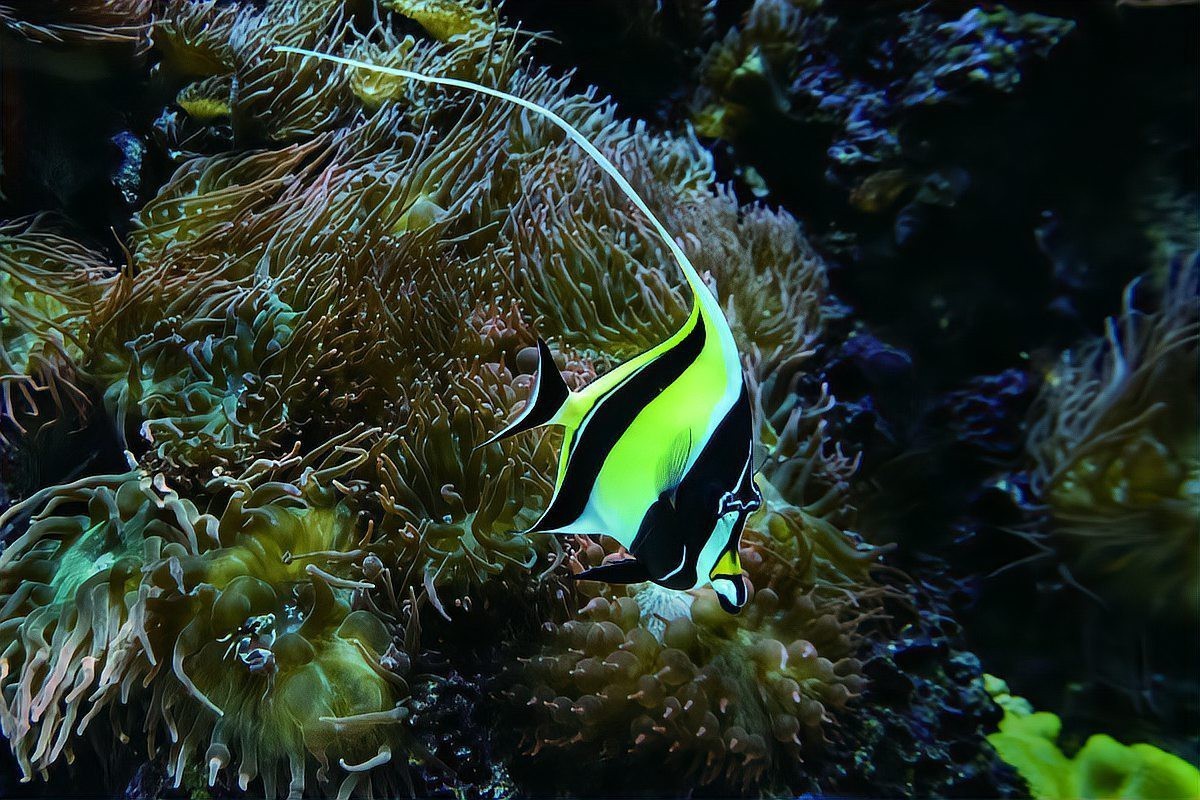瑪麗魚混養最忌三種魚【瑪麗魚混養有哪些禁忌？】