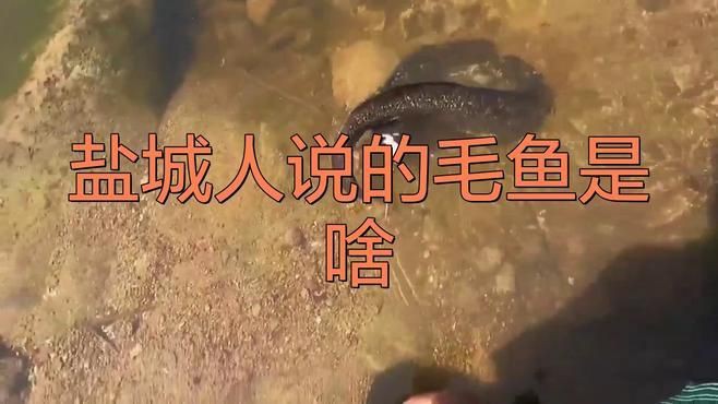 毛魚是什么魚【巢湖毛魚富含什么營養價值及功效王春華江蘇毛魚是什么魚】