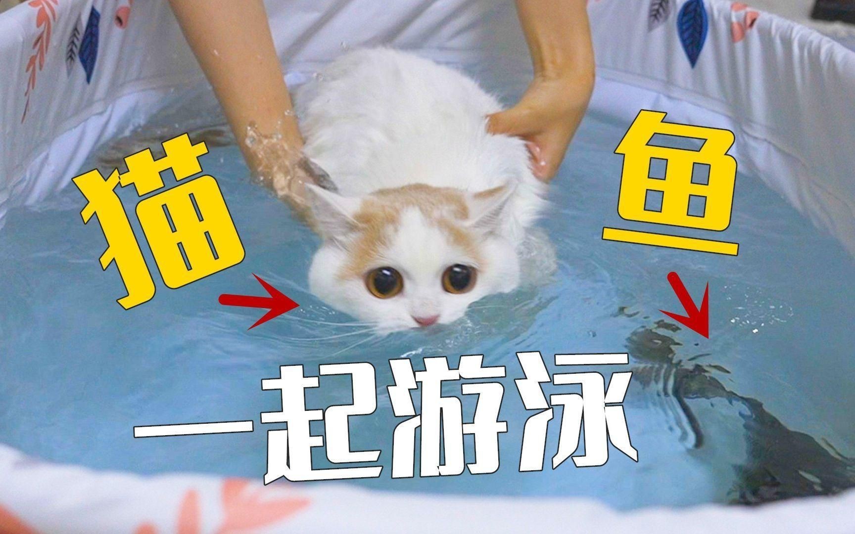 貓和魚共養(yǎng)有哪些注意事項(xiàng)？【在家里又養(yǎng)貓又養(yǎng)魚是什么樣的體驗(yàn)】