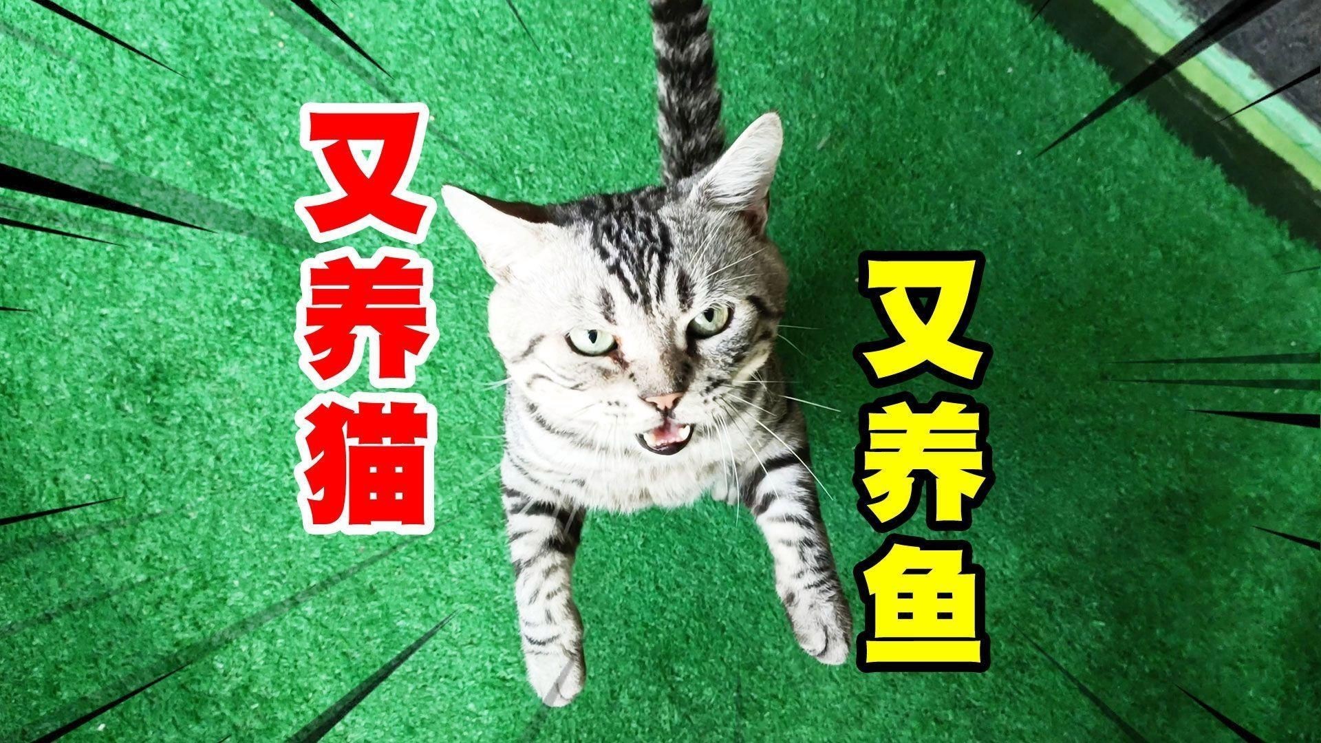 貓和魚共養(yǎng)有哪些注意事項(xiàng)？【在家里又養(yǎng)貓又養(yǎng)魚是什么樣的體驗(yàn)】