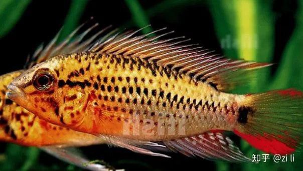 短鯛之王十大名貴品種【\