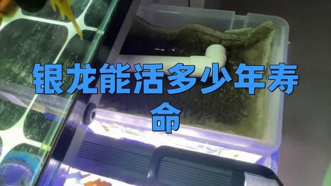 有哪些因素會影響銀龍魚的壽命？【銀龍魚的壽命受多種因素影響銀龍魚的壽命受多種因素影響】
