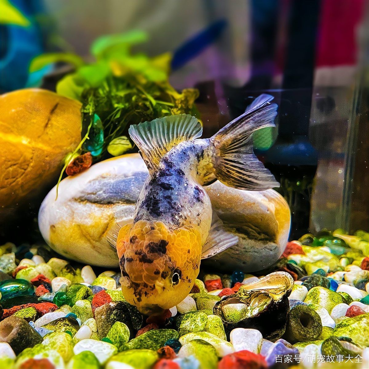 白膜魚眼病最忌三種東西【白膜魚眼病最忌三種東西，白膜魚眼病最快治好3步搞定】