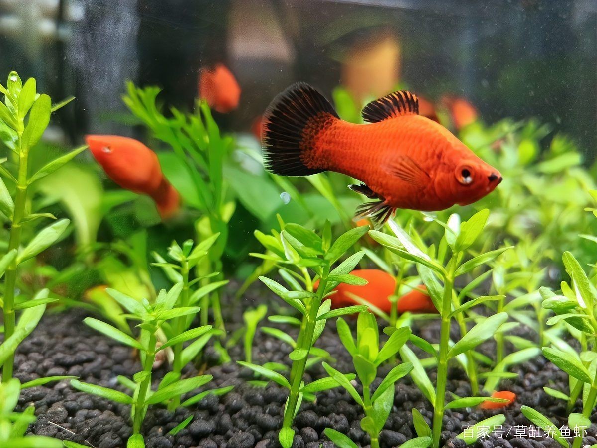 魚缸加鹽魚都上浮了【壓魚缸加鹽魚都上浮了】 龍魚百科 第11張 魚缸加鹽魚都上浮了【壓魚缸加鹽魚都上浮了】 魚缸加鹽魚都上浮了【壓魚缸加鹽魚都上浮了】 龍魚百科 第11張
