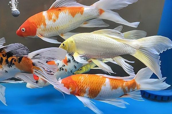 魚缸加鹽魚都上浮了【壓魚缸加鹽魚都上浮了】 龍魚百科 第5張 魚缸加鹽魚都上浮了【壓魚缸加鹽魚都上浮了】 魚缸加鹽魚都上浮了【壓魚缸加鹽魚都上浮了】 龍魚百科 第5張