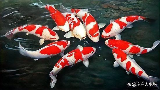 魚缸加鹽魚都上浮了【壓魚缸加鹽魚都上浮了】 龍魚百科 第9張 魚缸加鹽魚都上浮了【壓魚缸加鹽魚都上浮了】 魚缸加鹽魚都上浮了【壓魚缸加鹽魚都上浮了】 龍魚百科 第9張