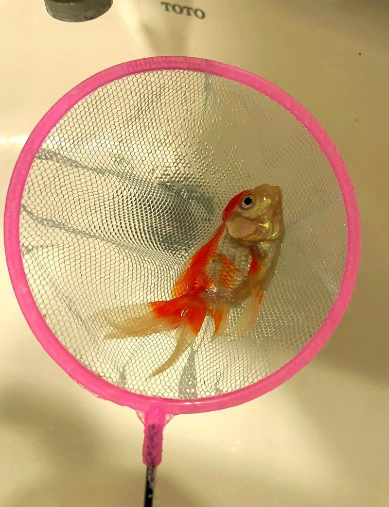 魚缸加鹽魚都上浮了【壓魚缸加鹽魚都上浮了】 龍魚百科 第13張 魚缸加鹽魚都上浮了【壓魚缸加鹽魚都上浮了】 魚缸加鹽魚都上浮了【壓魚缸加鹽魚都上浮了】 龍魚百科 第13張