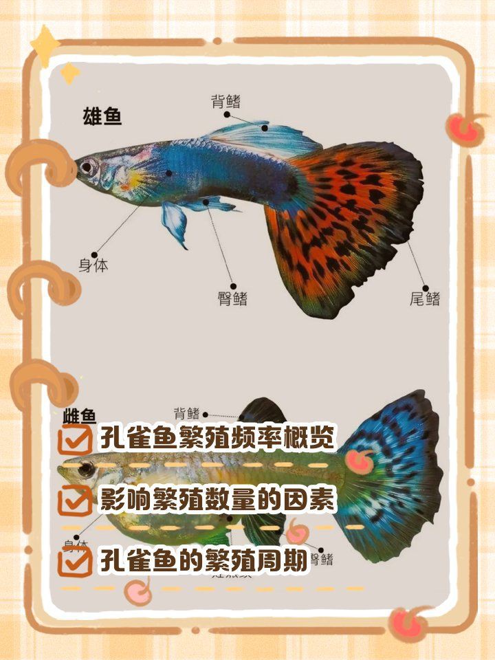 孔雀魚一次生3條正常嗎【孔雀魚一次生3條屬于正常現象但數量偏少，但數量偏少】