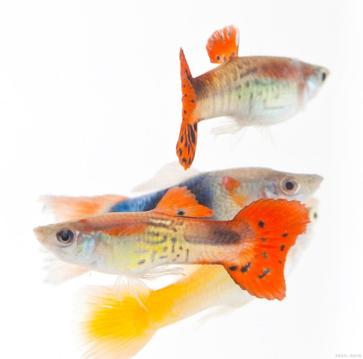 孔雀魚一次生3條正常嗎【孔雀魚一次生3條屬于正常現象但數量偏少，但數量偏少】