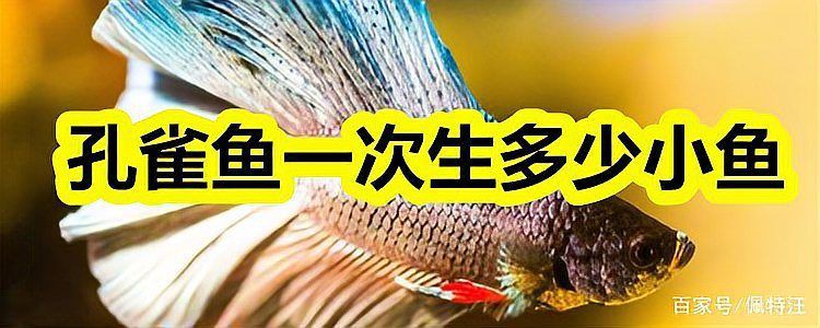 孔雀魚一次生3條正常嗎【孔雀魚一次生3條屬于正常現象但數量偏少，但數量偏少】