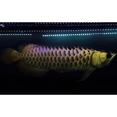 福州魚缸批發(fā)市場(chǎng)【福州魚缸批發(fā)市場(chǎng)發(fā)展趨勢(shì)】 福州魚缸批發(fā)市場(chǎng)【福州魚缸批發(fā)市場(chǎng)發(fā)展趨勢(shì)】 全國(guó)水族館企業(yè)名錄 第8張