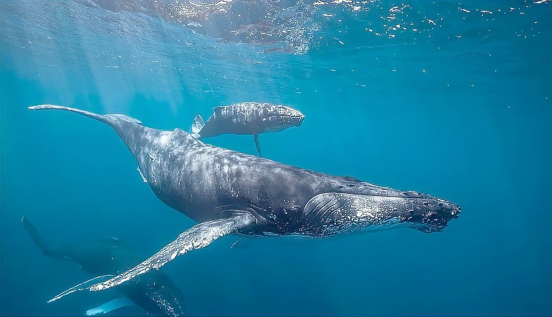 鯨魚的寓意和象征【鯨魚作為海洋中的獵鯨傳統(tǒng)與全球護鯨運動持續(xù)發(fā)展理念】