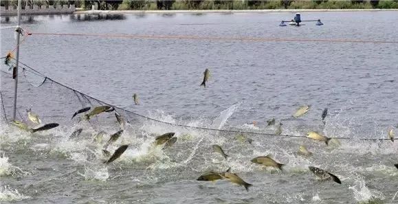 富縣龍魚(yú)店【富縣有沒(méi)有龍魚(yú)店】