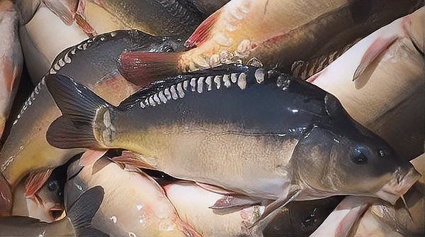 三道鱗和鯽魚的區別【三道鱗與鯽魚的區別】