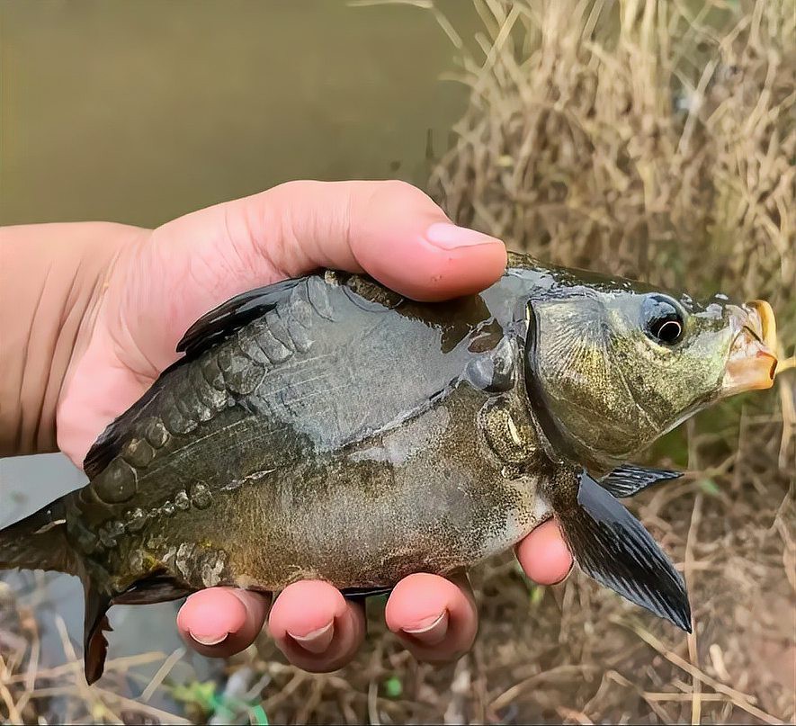三道鱗和鯽魚的區別【三道鱗與鯽魚的區別】
