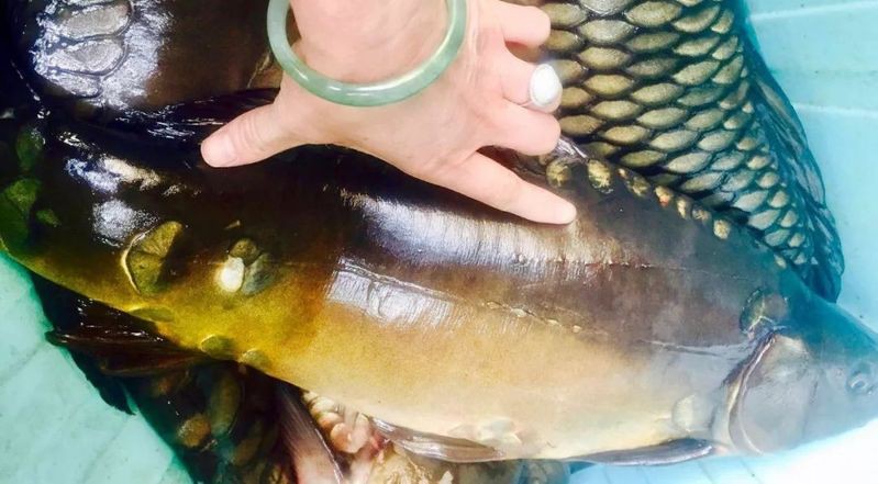 三道鱗和鯽魚的區別【三道鱗與鯽魚的區別】