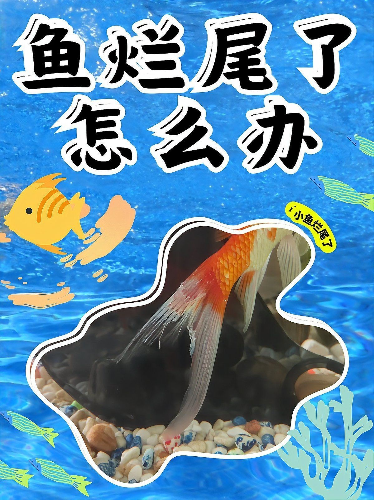 爛尾魚需要單獨飼養嗎？【養魚8年才知道】