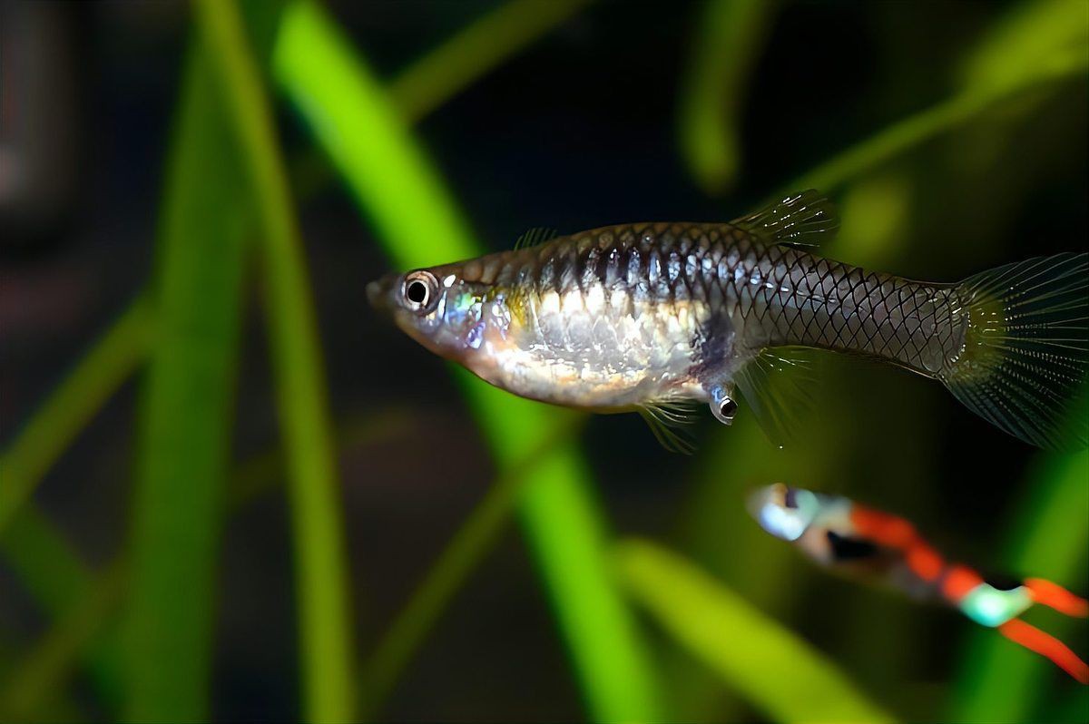 爛尾魚需要單獨飼養嗎？【養魚8年才知道】