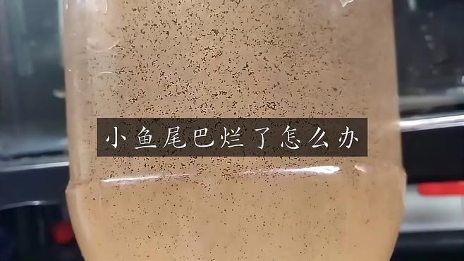 爛尾魚需要單獨飼養嗎？【養魚8年才知道】