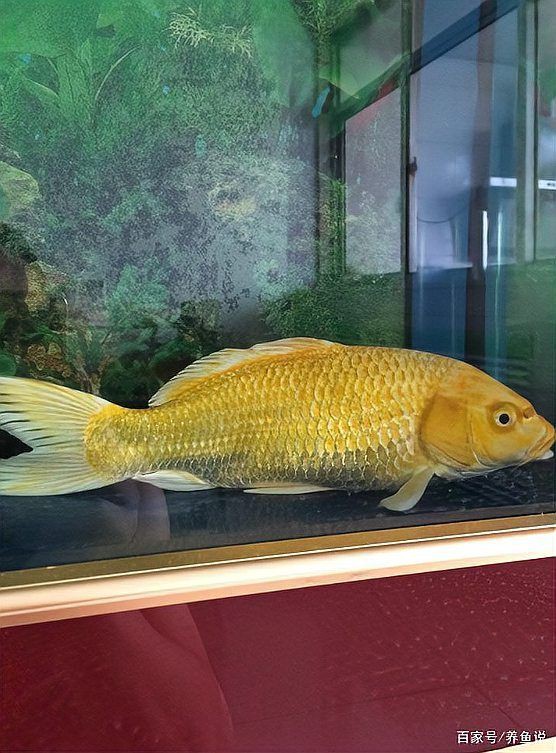 魚鰭充血是否會自愈？【錦鯉充血能自愈嗎】