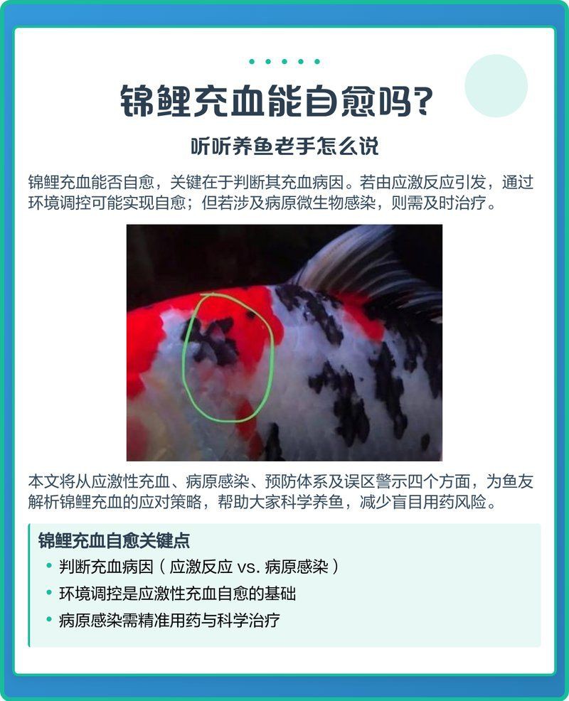 魚鰭充血是否會自愈？【錦鯉充血能自愈嗎】