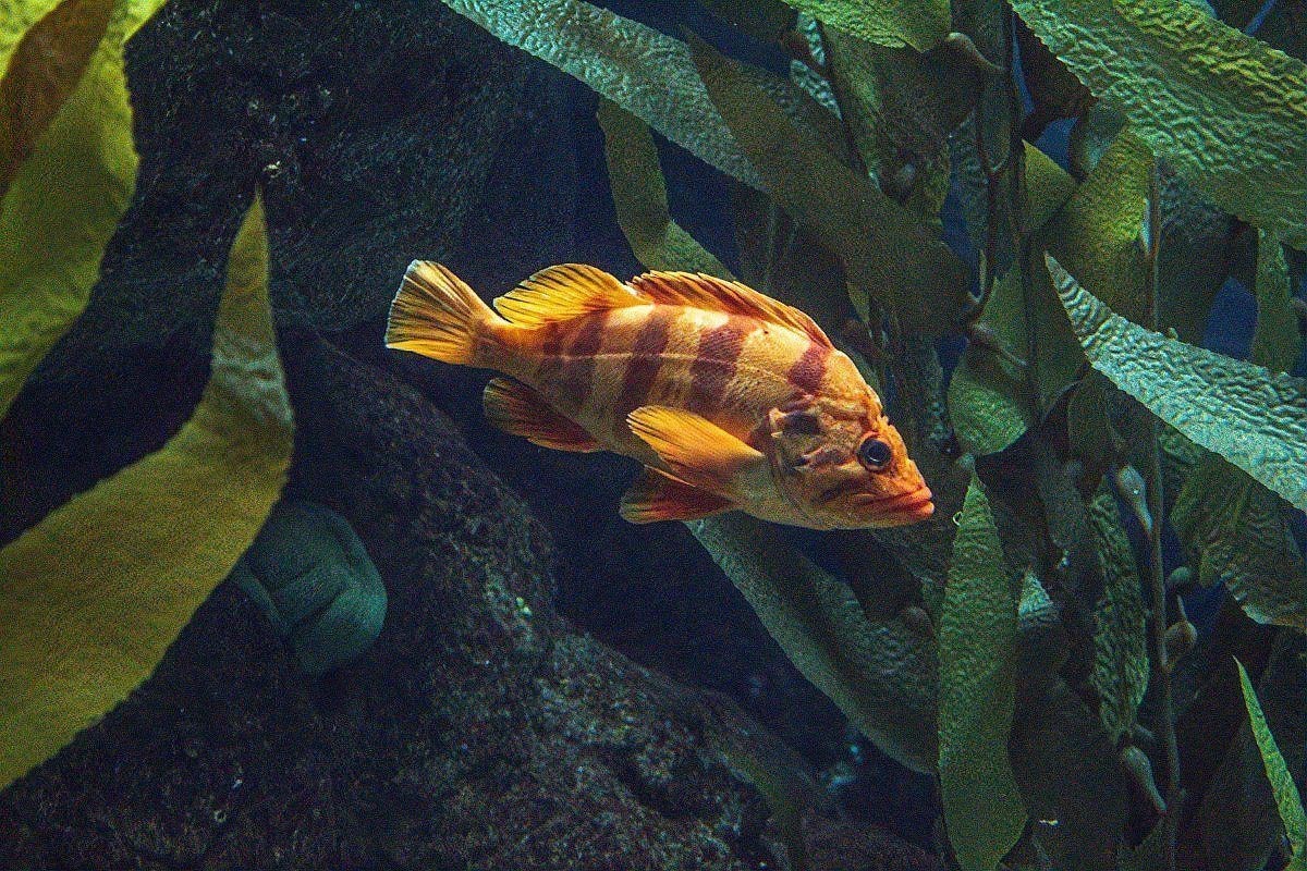 魚爛尾爛鰭最簡單三個(gè)原因【觀賞魚爛尾爛鰭爛鱗用什么藥觀賞魚爛尾爛鱗用什么藥】