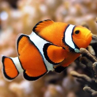 魚爛尾爛鰭最簡單三個(gè)原因【觀賞魚爛尾爛鰭爛鱗用什么藥觀賞魚爛尾爛鱗用什么藥】