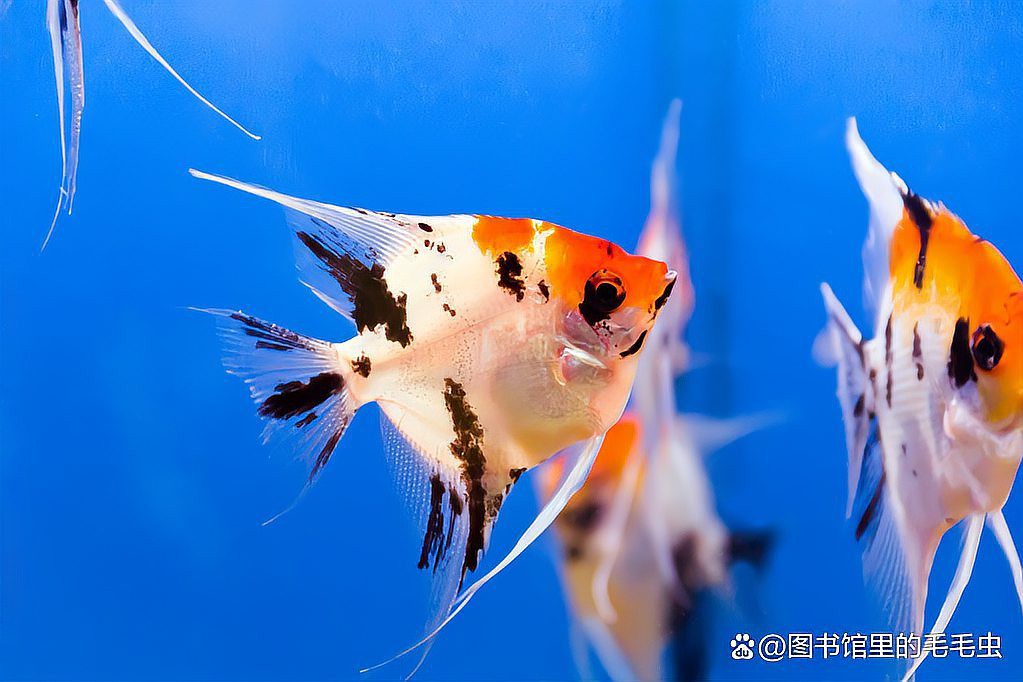 12種最適合懶人養的魚【12種最適合懶人養的魚，不打氧也能活成小胖子萌寵小團團】
