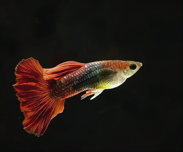 12種最適合懶人養的魚【12種最適合懶人養的魚，不打氧也能活成小胖子萌寵小團團】