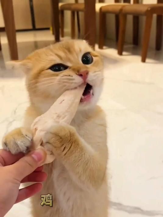 貓最愛吃的10種食物【養貓必看:這些寶藏貓食多給貓吃全民小視頻】