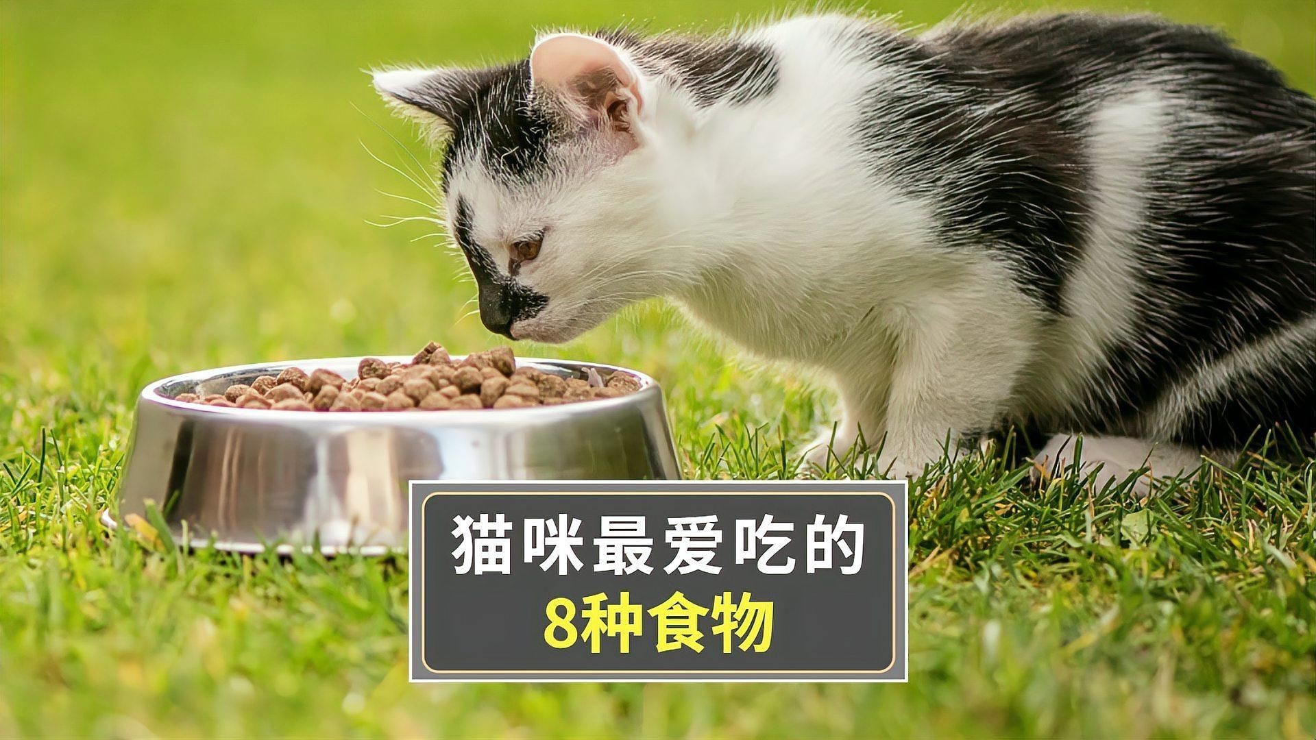 貓最愛吃的10種食物【養(yǎng)貓必看:這些寶藏貓食多給貓吃全民小視頻】