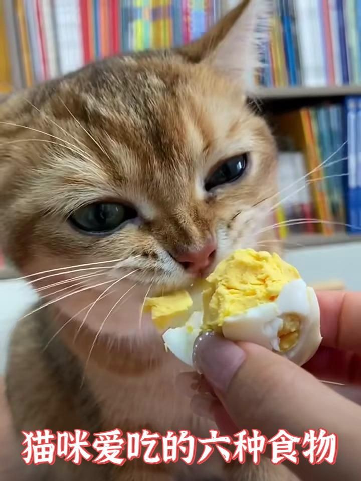 貓最愛吃的10種食物【養貓必看:這些寶藏貓食多給貓吃全民小視頻】