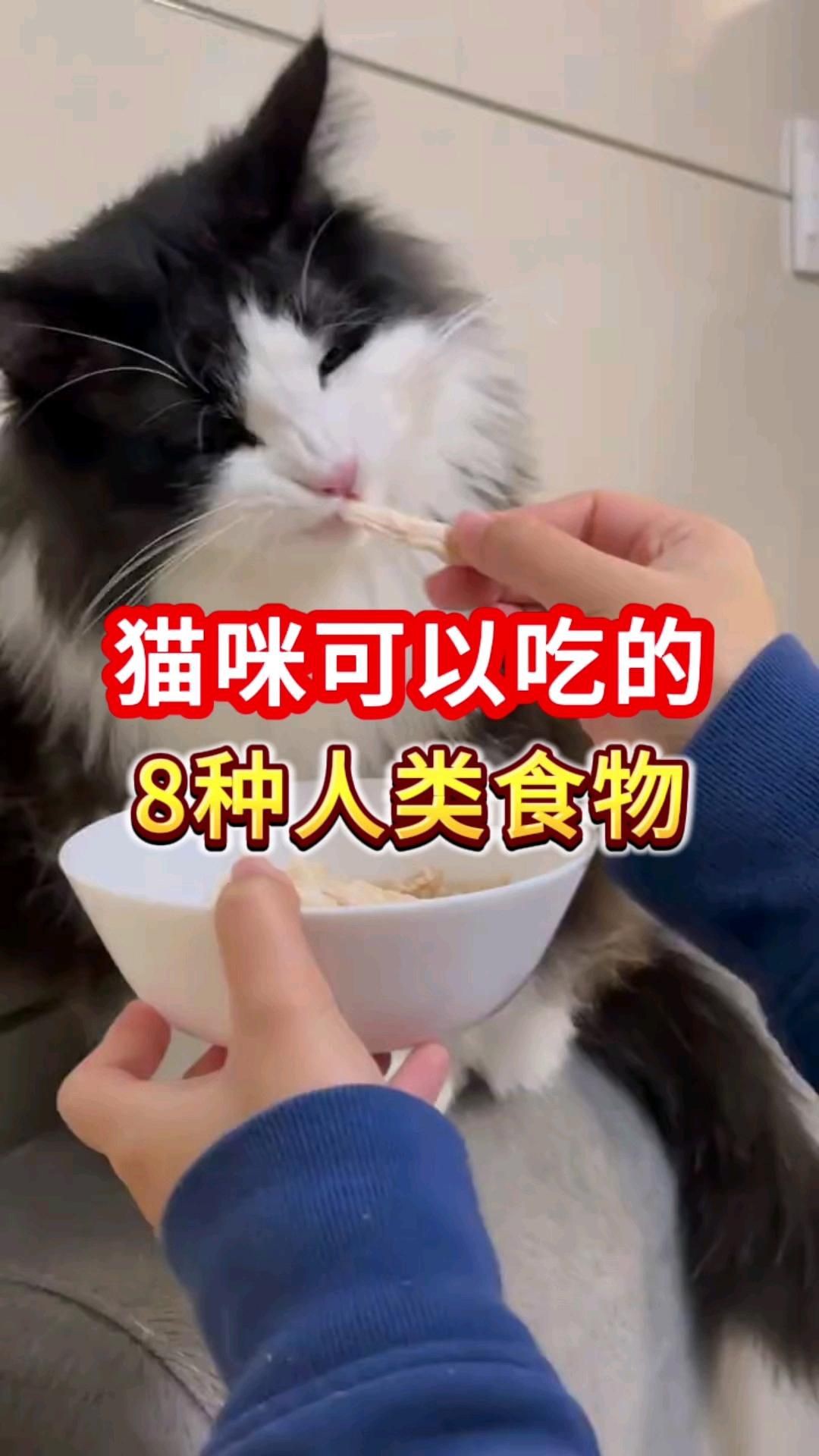 貓最愛吃的10種食物【養(yǎng)貓必看:這些寶藏貓食多給貓吃全民小視頻】