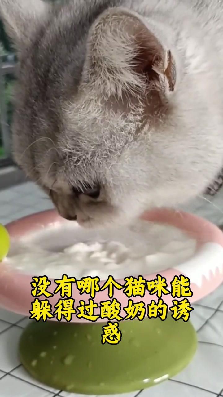 貓最愛吃的10種食物【養(yǎng)貓必看:這些寶藏貓食多給貓吃全民小視頻】