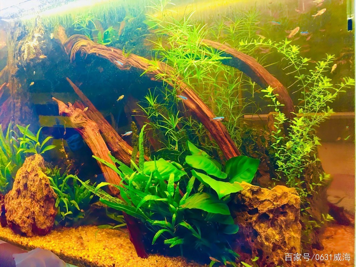 甲基藍對蒙眼有用嗎【甲基藍對觀賞魚蒙眼有一定作用，其作用機制主要基于抗菌特性】