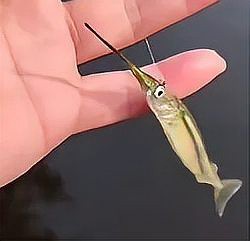 淡水針魚多少錢一斤【2022針魚價格多少錢一斤惠農(nóng)網(wǎng)淡水針魚多少錢一斤】