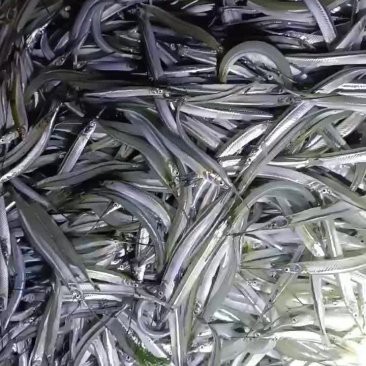 淡水針魚多少錢一斤【2022針魚價格多少錢一斤惠農網淡水針魚多少錢一斤】