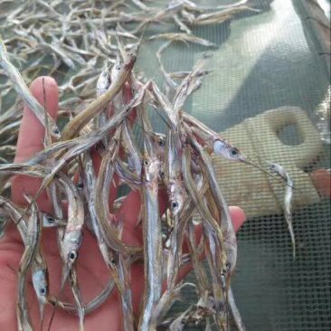 淡水針魚多少錢一斤【2022針魚價格多少錢一斤惠農網淡水針魚多少錢一斤】