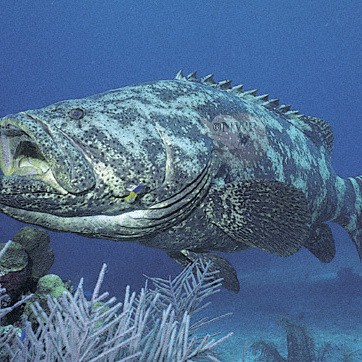 石斑魚的種類及圖片【人類與石斑魚家族千年來(lái)的羈絆】