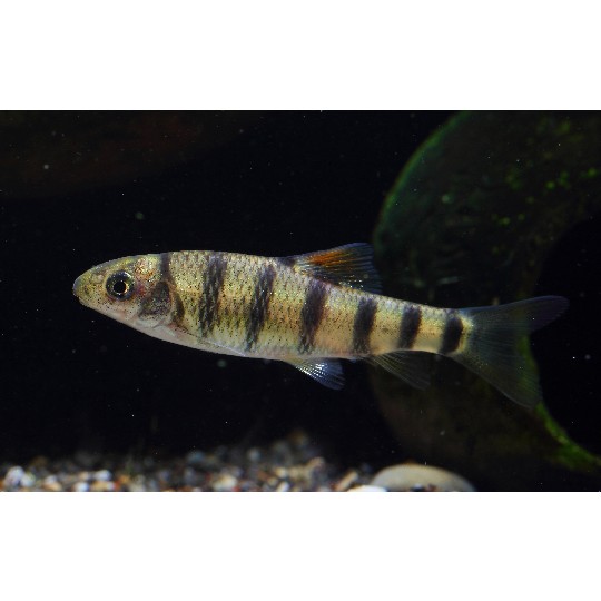 石斑魚的種類及圖片【人類與石斑魚家族千年來的羈絆】