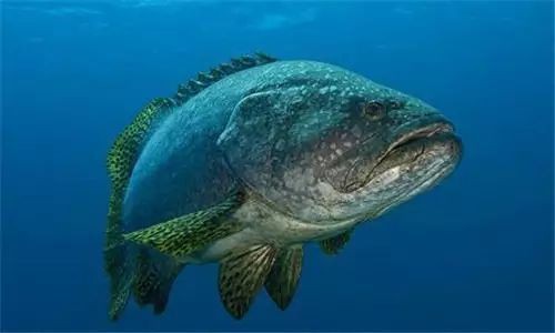 石斑魚的種類及圖片【人類與石斑魚家族千年來的羈絆】