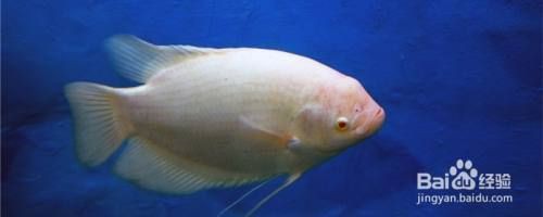 魚眼睛白膜能自愈嗎？【《魚眼睛白膜能自愈嗎》魚眼睛白膜能自愈嗎朱江魚凸眼能自愈嗎】