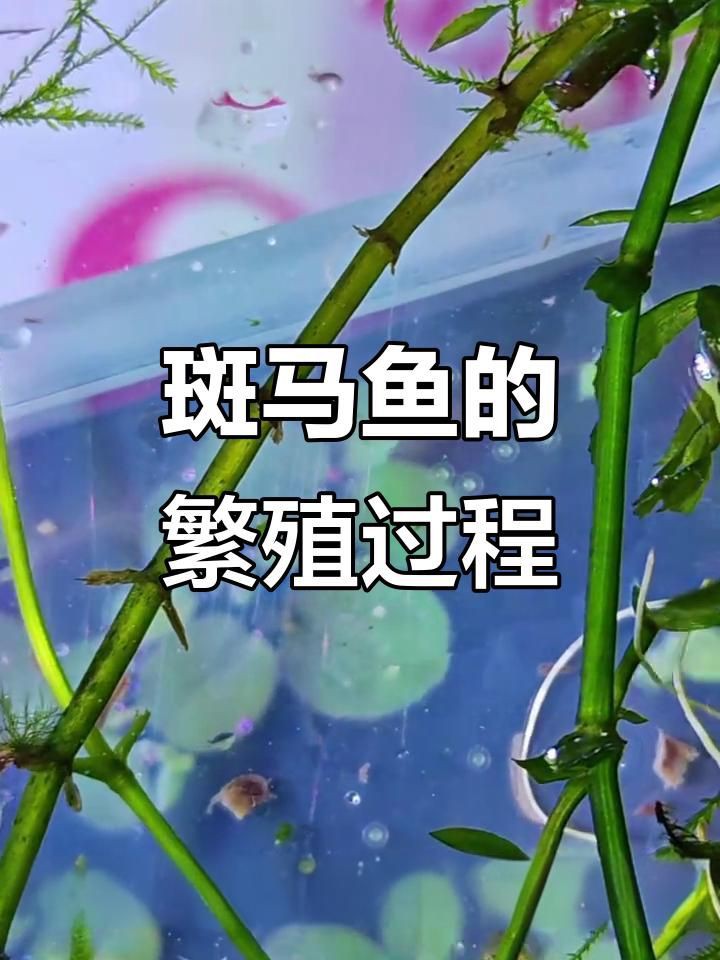 如何判斷斑馬魚是否進(jìn)入繁殖期？【判斷斑馬魚是否進(jìn)入繁殖期可從多方面著手】