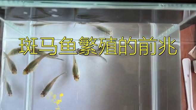 如何判斷斑馬魚是否進(jìn)入繁殖期？【判斷斑馬魚是否進(jìn)入繁殖期可從多方面著手】