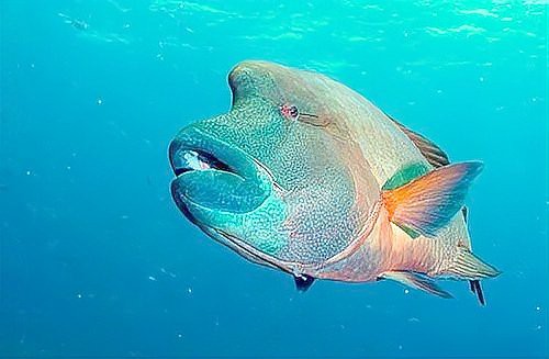 世界十大頂級食用魚【百度文庫，10種世界頂級食用魚，看有幾條來自中國】