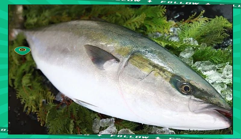 世界十大頂級食用魚【百度文庫，10種世界頂級食用魚，看有幾條來自中國】