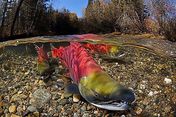 世界十大頂級食用魚【百度文庫，10種世界頂級食用魚，看有幾條來自中國】